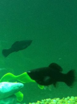 IMG_1025 (598x800).jpg