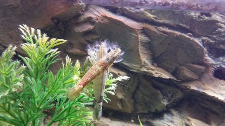 shrimp.jpg shrimp.jpg