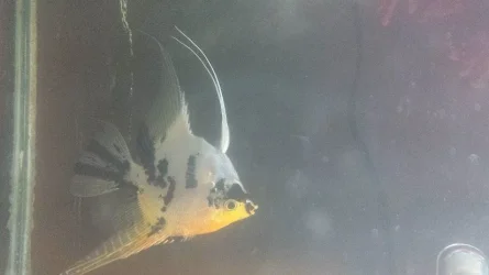 female koi.webp