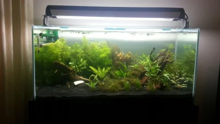 Algae.webp