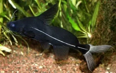 Catfish.webp