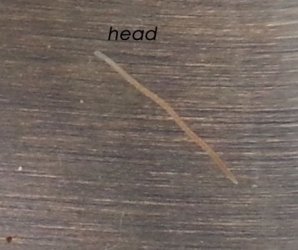 worm.jpg