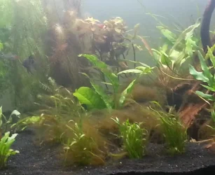 Algae Close Up.webp