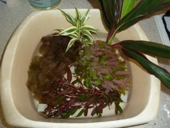 MILPlants.webp