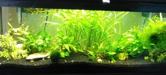 Gourami August 03.webp