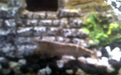 SHRIMP.webp