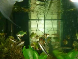 newfish.webp