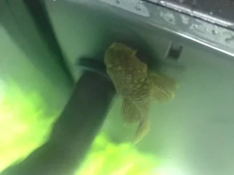 image.webp