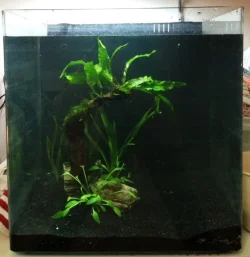 aquascape update.webp