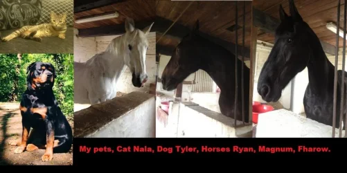 pets.webp