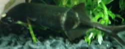 Elephant Nose Fish.JPG Elephant Nose Fish.JPG