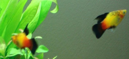 Hifin Sunset platy's.JPG Hifin Sunset platy's.JPG