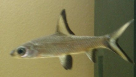 Bala Shark.JPG Bala Shark.JPG