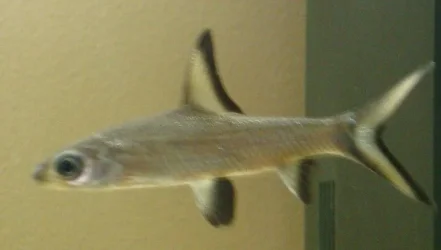 Bala Shark.webp Bala Shark.webp