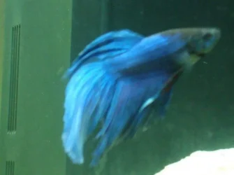 Betta.webp Betta.webp