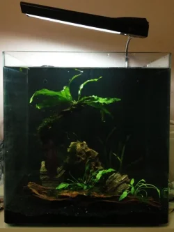 tank updated.webp