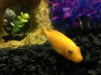 sick fish.webp sick fish.webp