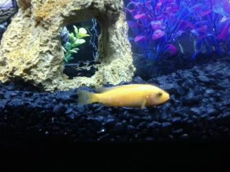 fish sick pic 11.webp fish sick pic 11.webp