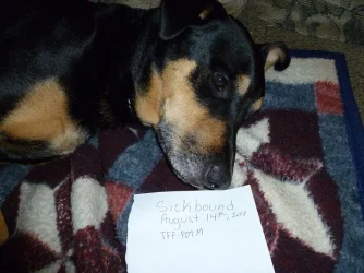 katie.the.dog.2.webp