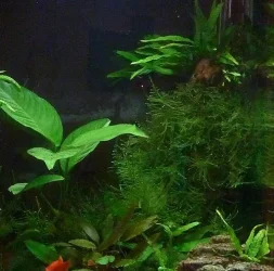 TaiwanMoss21Jun.webp