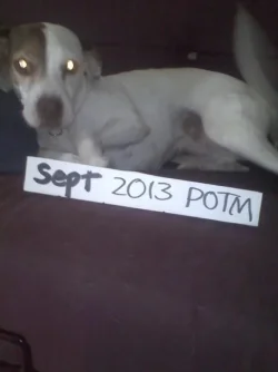 potm.webp