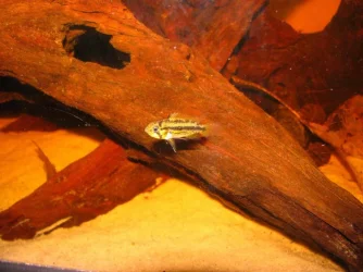 fish 004.webp