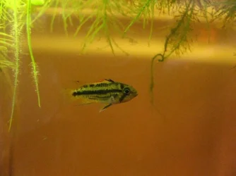 fish 008.webp