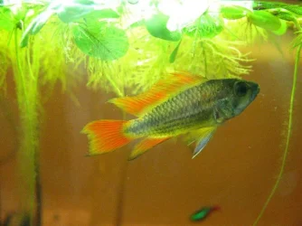 fish 013.webp