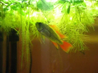 fish 021.webp