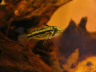 fish 026.webp
