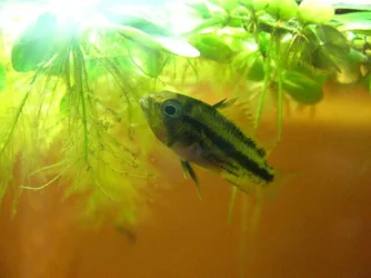 fish 030.webp