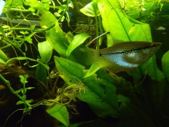 Lucy.pearl.gourami.jpg