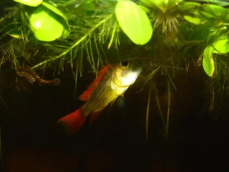 Copy of fish 085.webp Copy of fish 085.webp