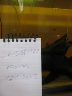 fish 070.webp fish 070.webp