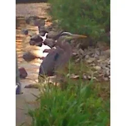 heron1.webp