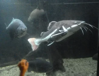 redtailcatfish.webp