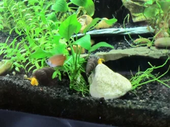 sulawesi snails 1.webp