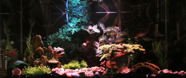 Rainbow Tank 1.webp