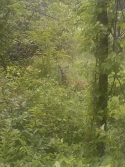 deer.webp
