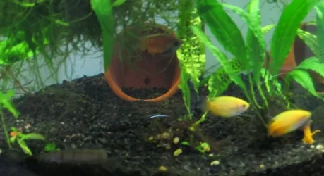 yellow honeys.webp