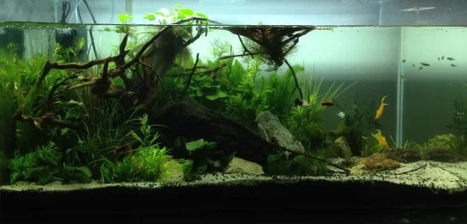 River Bed Tank.webp