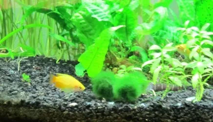male yellow.webp