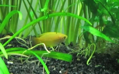 probably male yellow 2.webp