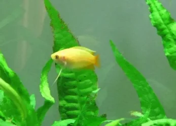 probably male yellow.webp