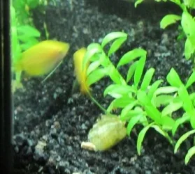 female 1.webp
