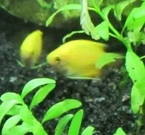 female 2.webp