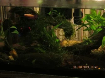 Firefly tank.webp Firefly tank.webp