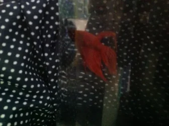 image.webp