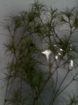 plant1.webp