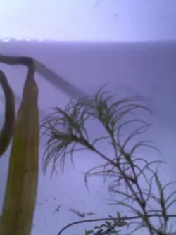 plant1cl.webp